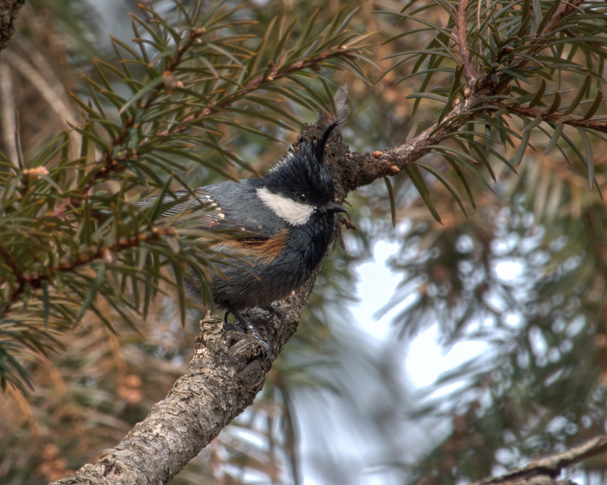 Coal Tit (Black-crested) - ML644130614