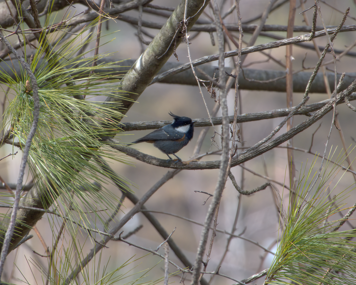 Coal Tit (Black-crested) - ML644130615