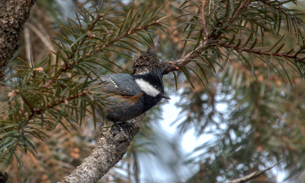 Coal Tit (Black-crested) - ML644130616