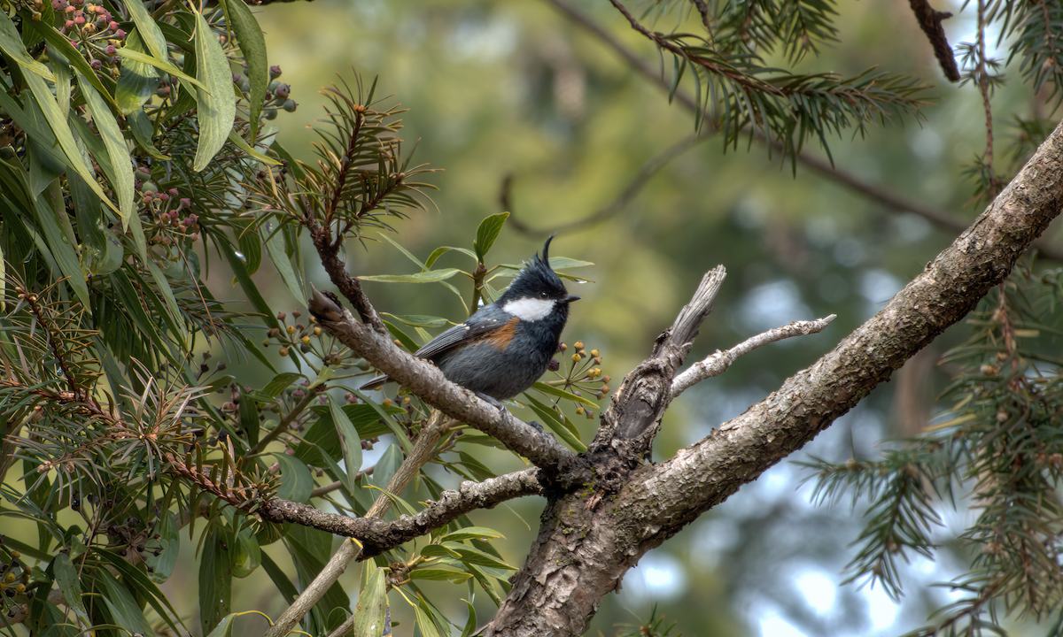 Coal Tit (Black-crested) - ML644130617