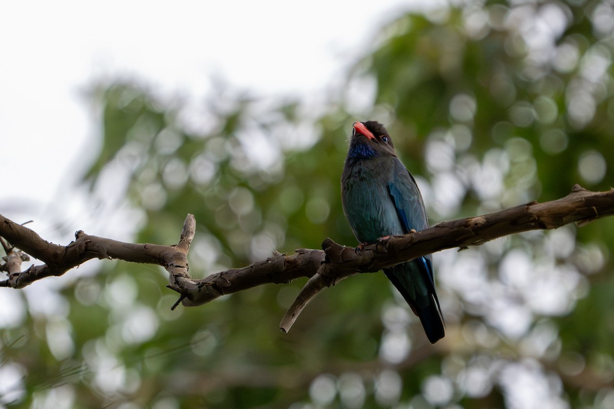 Dollarbird - ML644130618