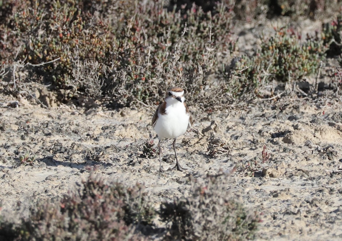 Red-capped Plover - ML644130619