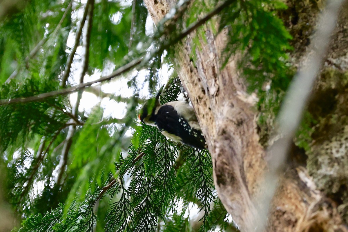 Hairy Woodpecker - ML644130620