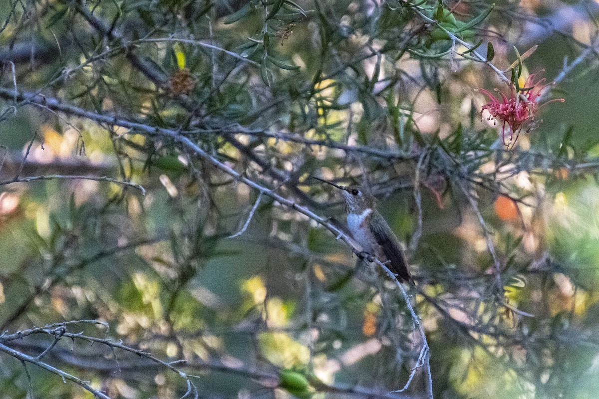 Rufous Hummingbird - ML644130621