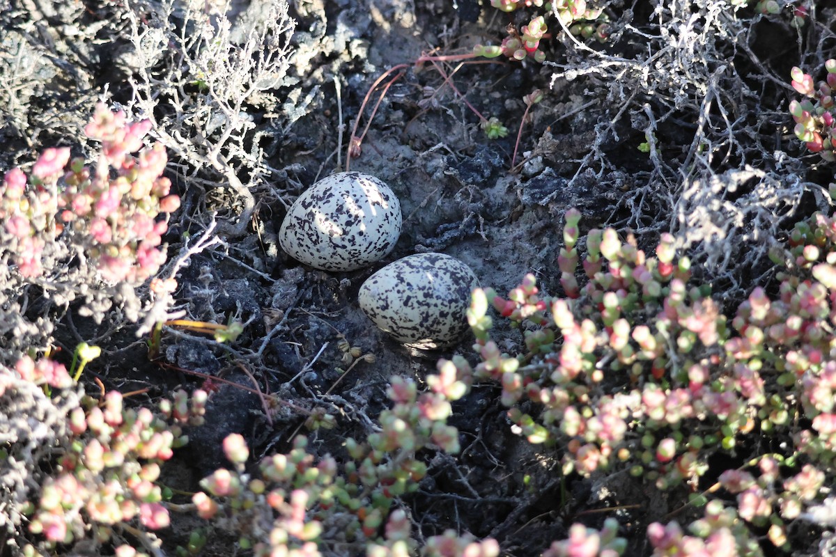 Red-capped Plover - ML644130622