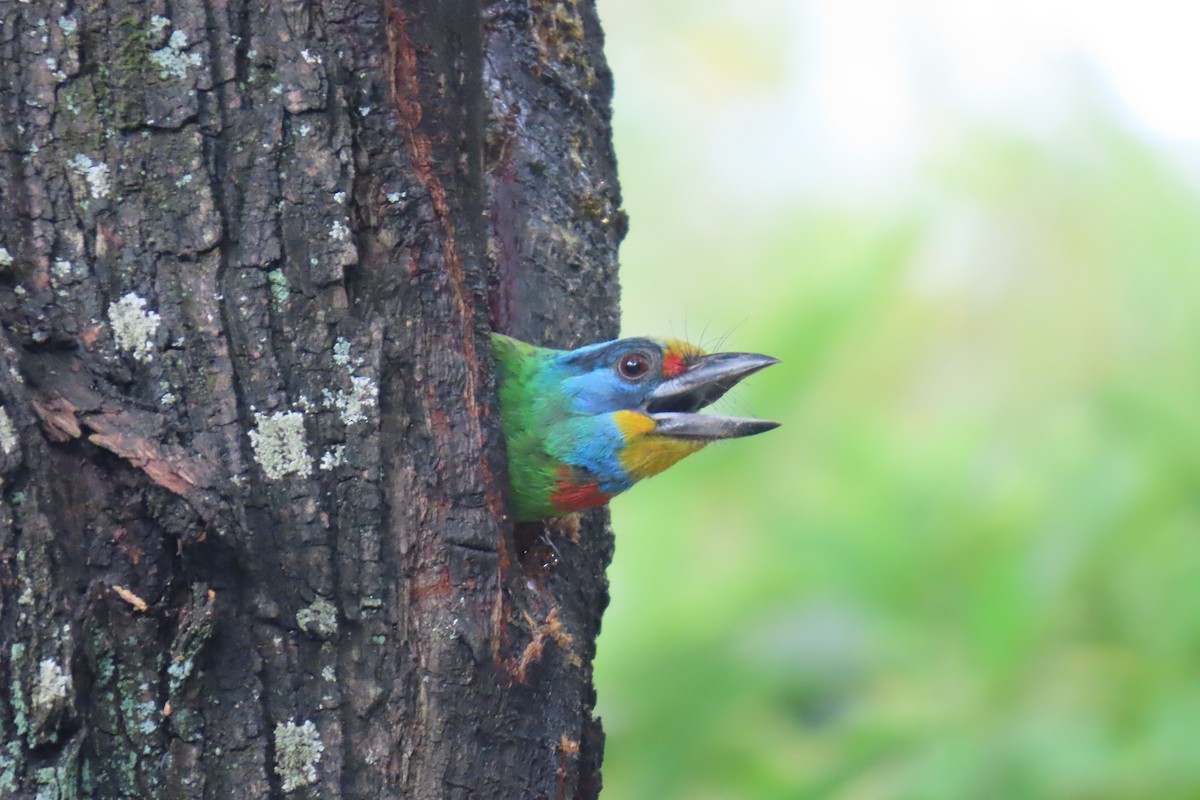 Taiwan Barbet - ML644130623