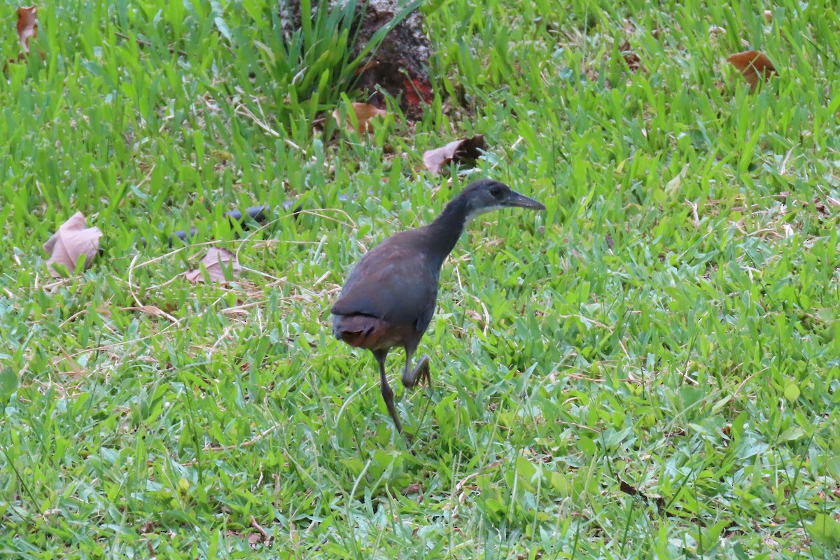 White-breasted Waterhen - ML644130625