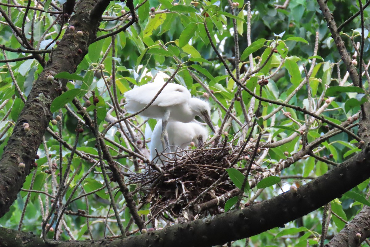 Eastern Cattle-Egret - ML644130626