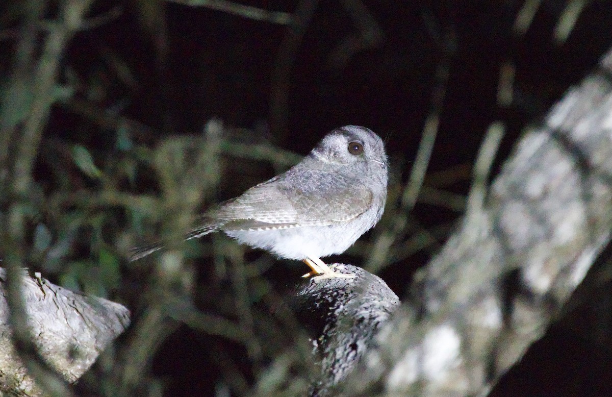 Australian Owlet-nightjar - ML644130627