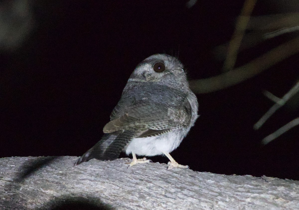Australian Owlet-nightjar - ML644130628