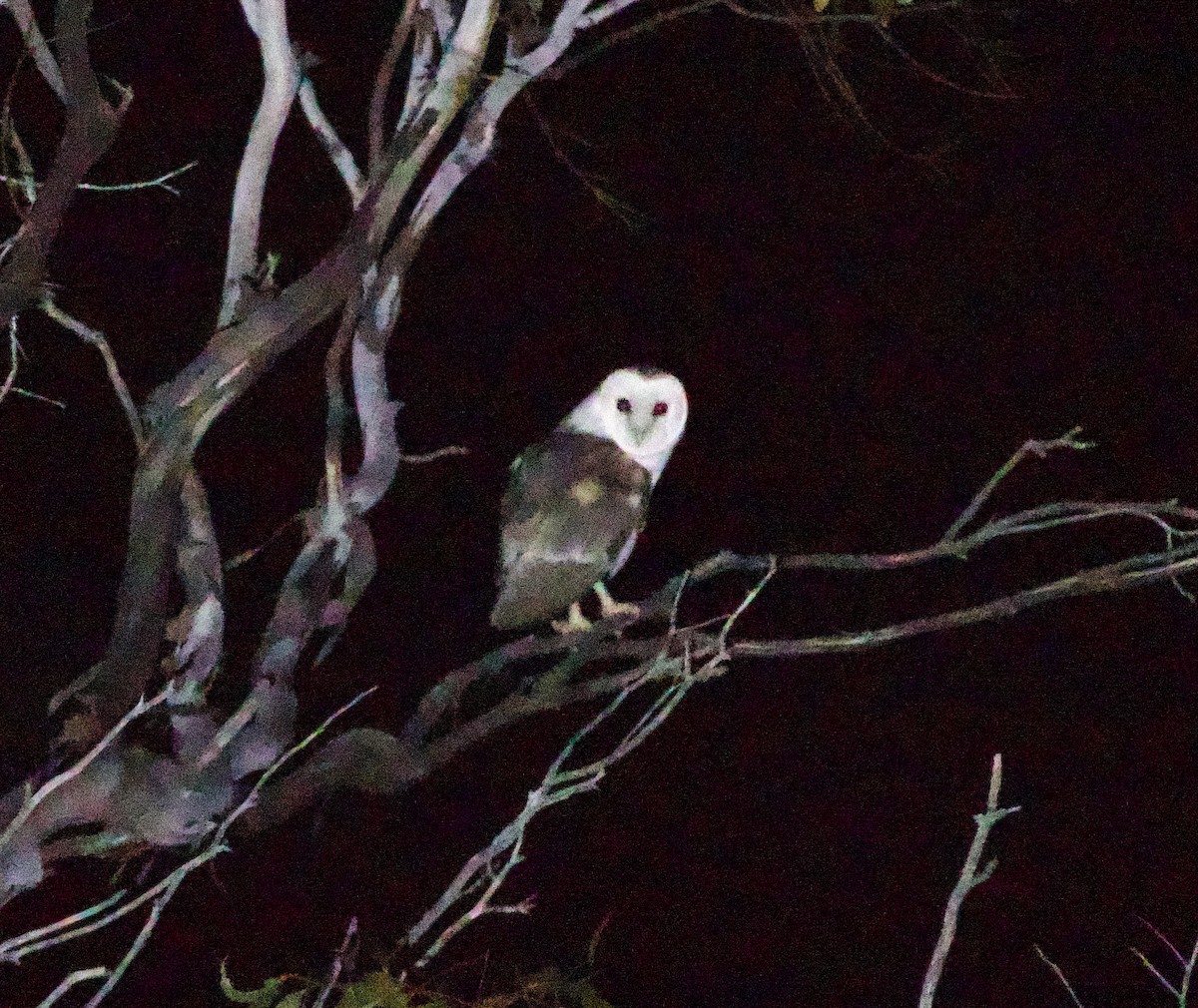 Eastern Barn Owl - ML644130630