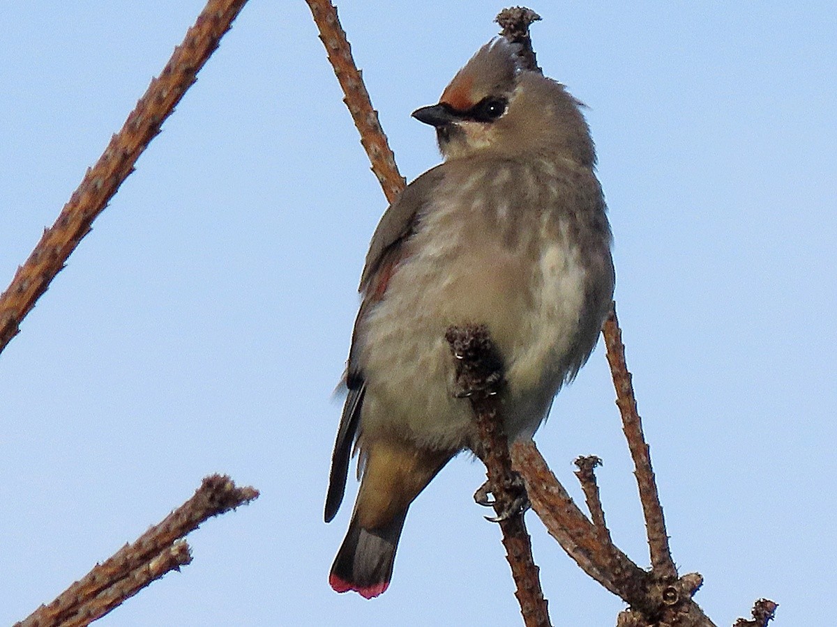 Japanese Waxwing - ML644130631