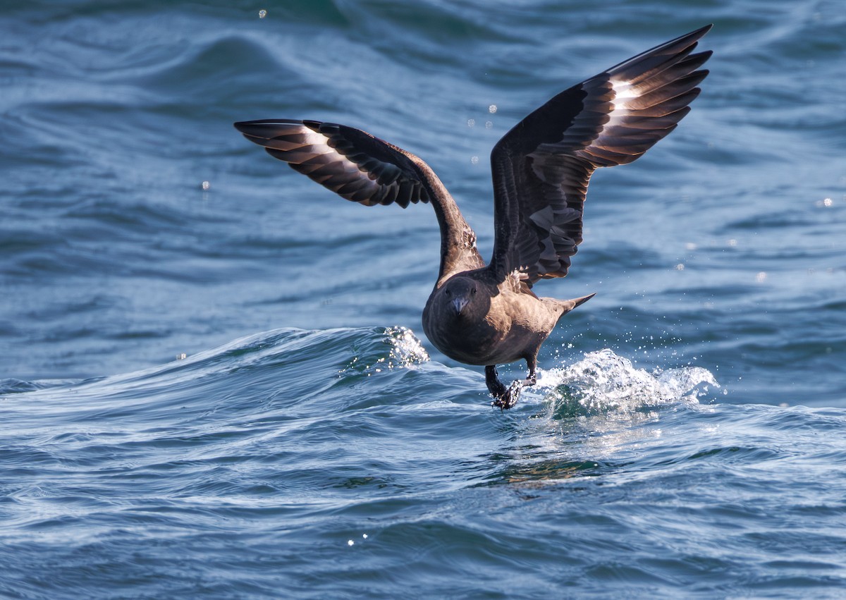 South Polar Skua - ML644130632