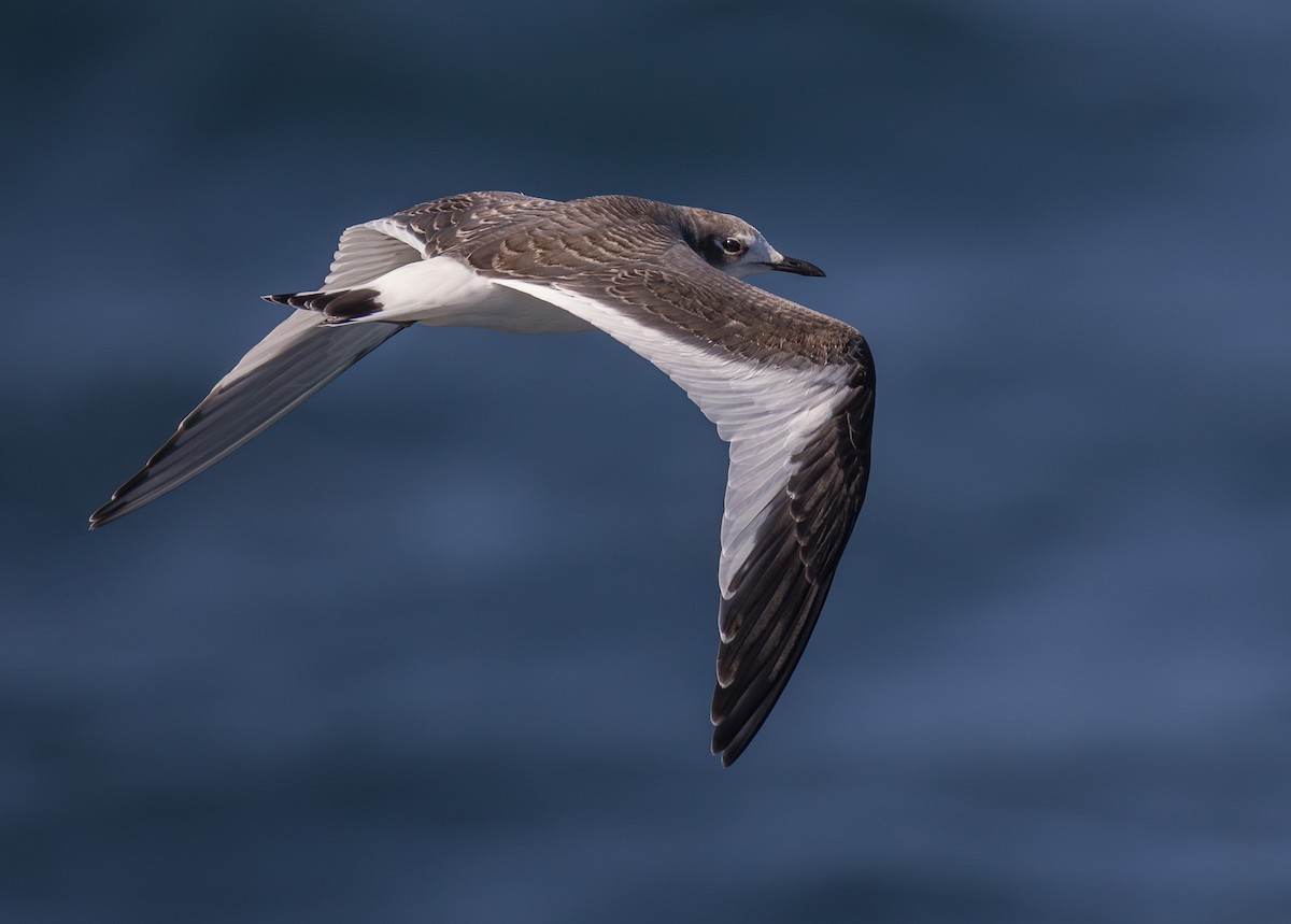 Sabine's Gull - ML644130634