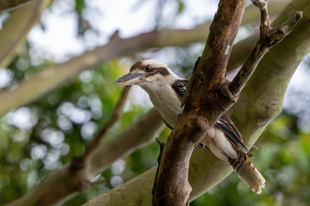 Laughing Kookaburra - ML644130641