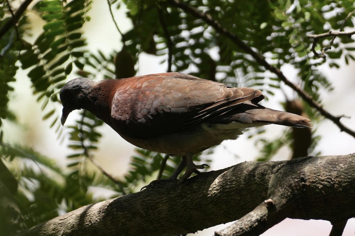 Горлиця мадагаскарська - ML644130642