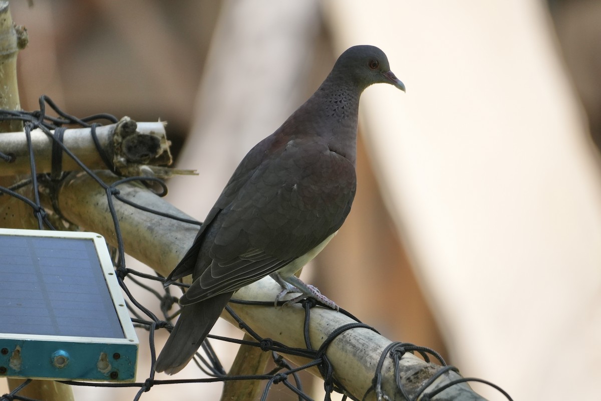 Горлиця мадагаскарська - ML644130643