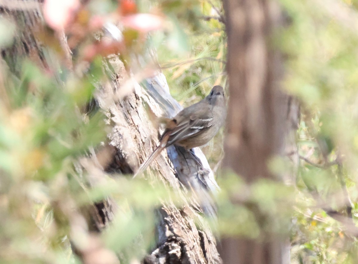 Southern Scrub-Robin - ML644130644