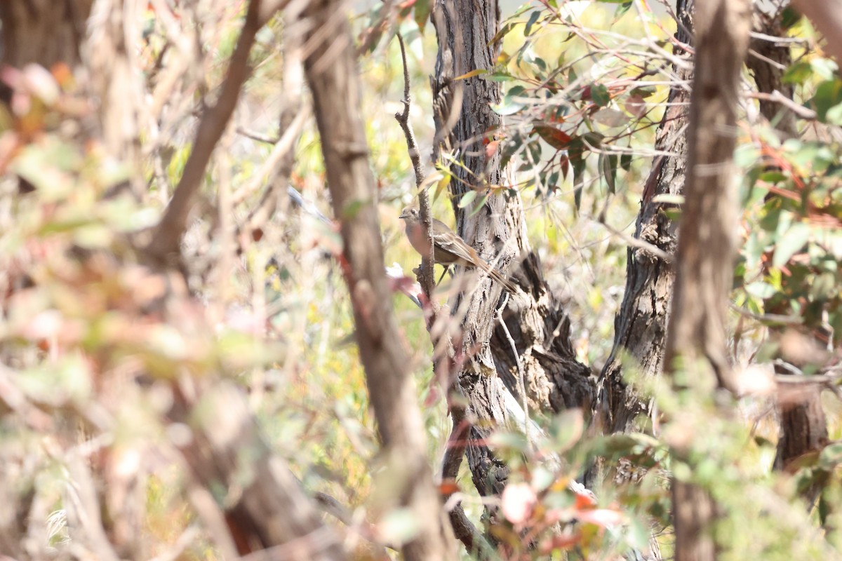 Southern Scrub-Robin - ML644130652