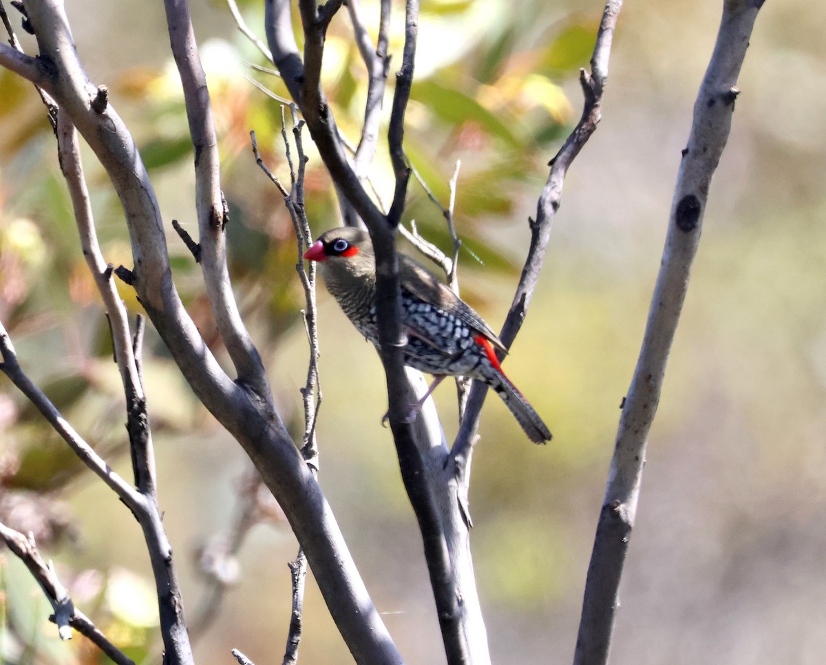 Red-eared Firetail - ML644130655