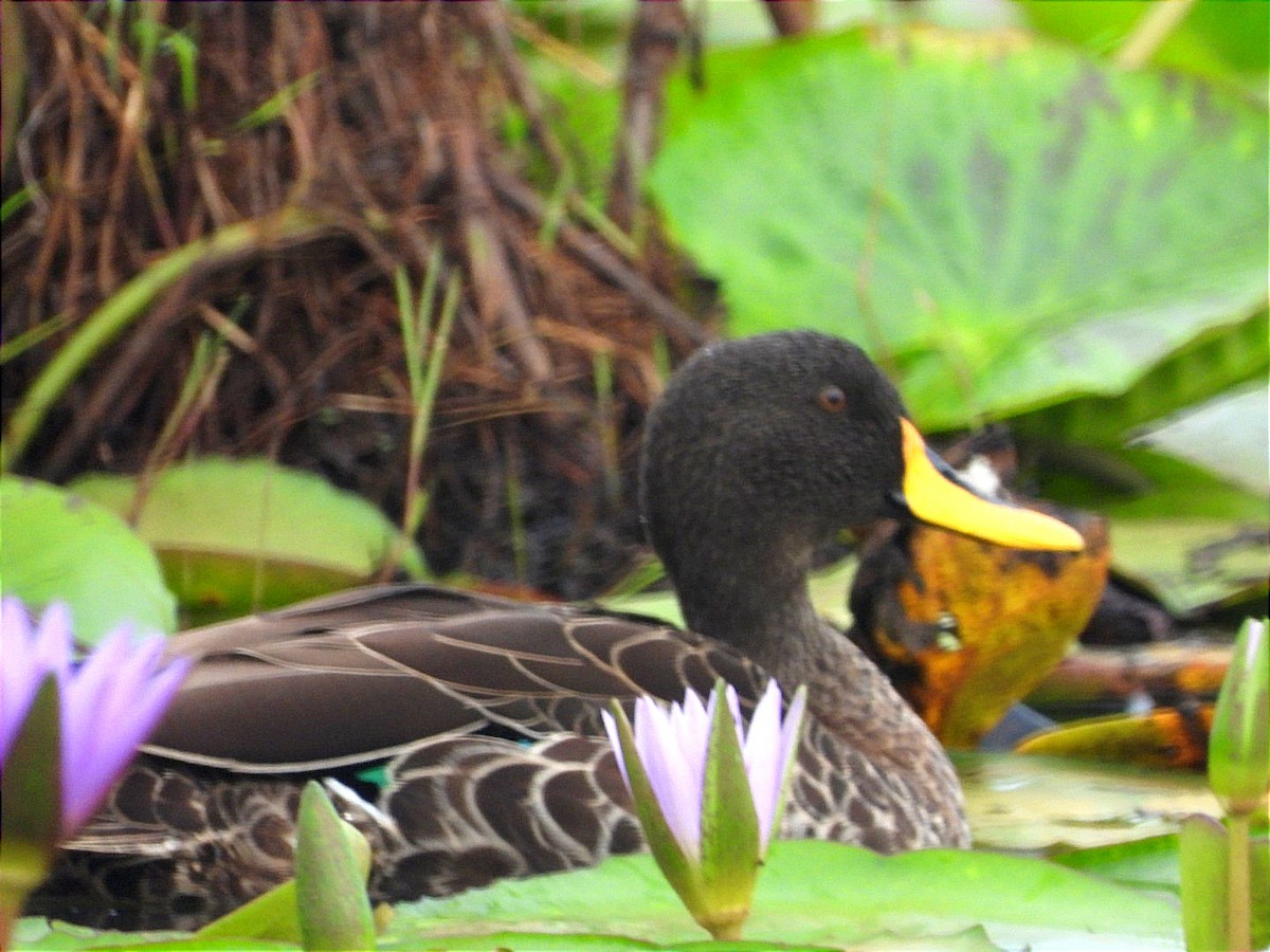 Canard à bec jaune - ML644130663