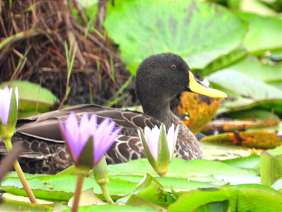 Canard à bec jaune - ML644130664