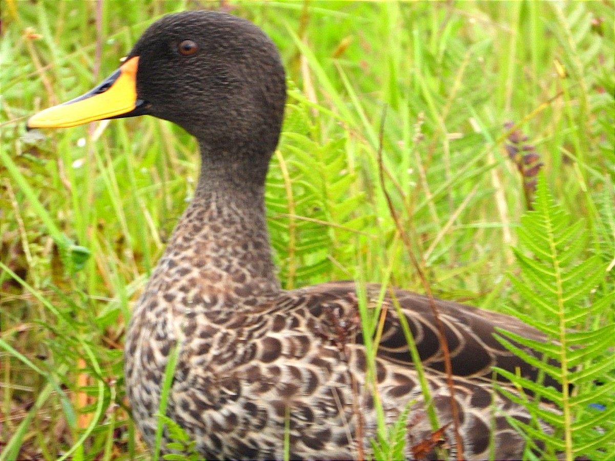 Canard à bec jaune - ML644130665