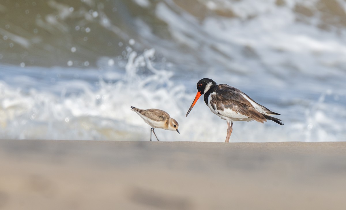 Eurasian Oystercatcher - ML644130668