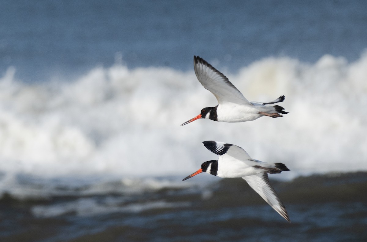 Eurasian Oystercatcher - ML644130669
