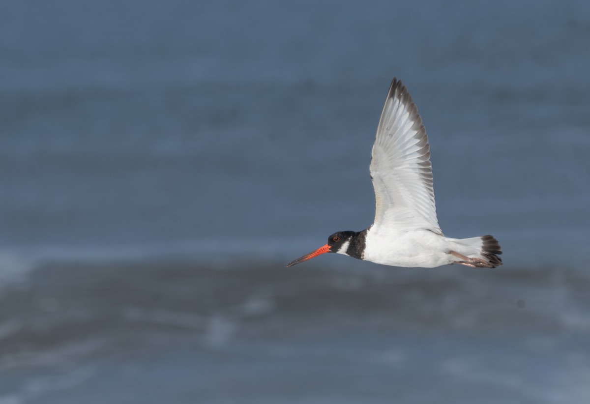 Eurasian Oystercatcher - ML644130670