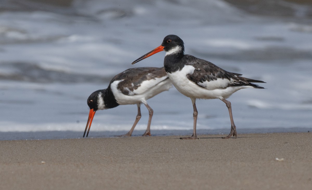 Eurasian Oystercatcher - ML644130685