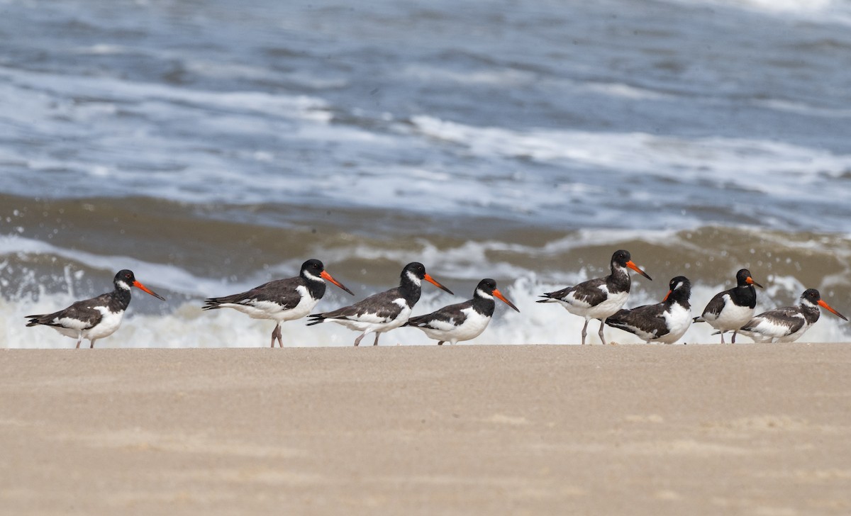 Eurasian Oystercatcher - ML644130686