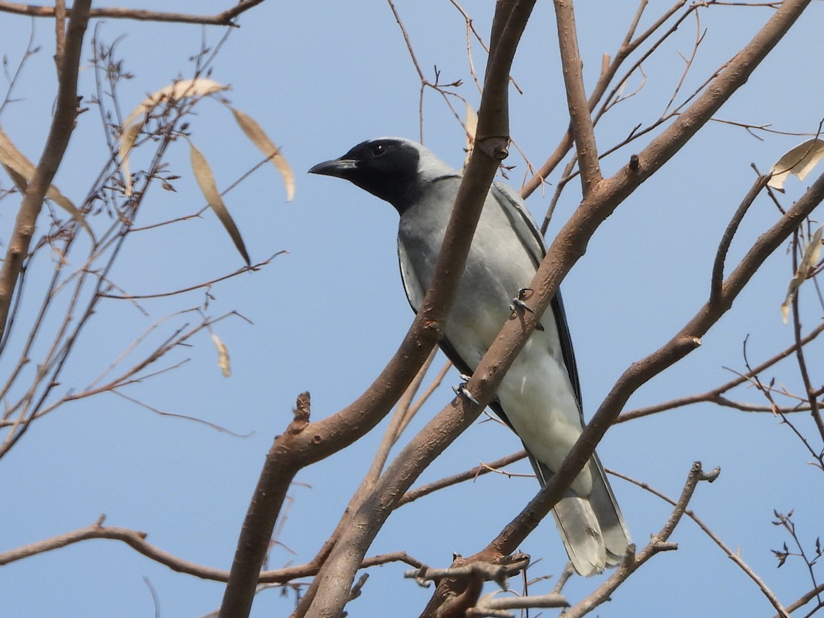 Black-faced Cuckooshrike - ML644130688