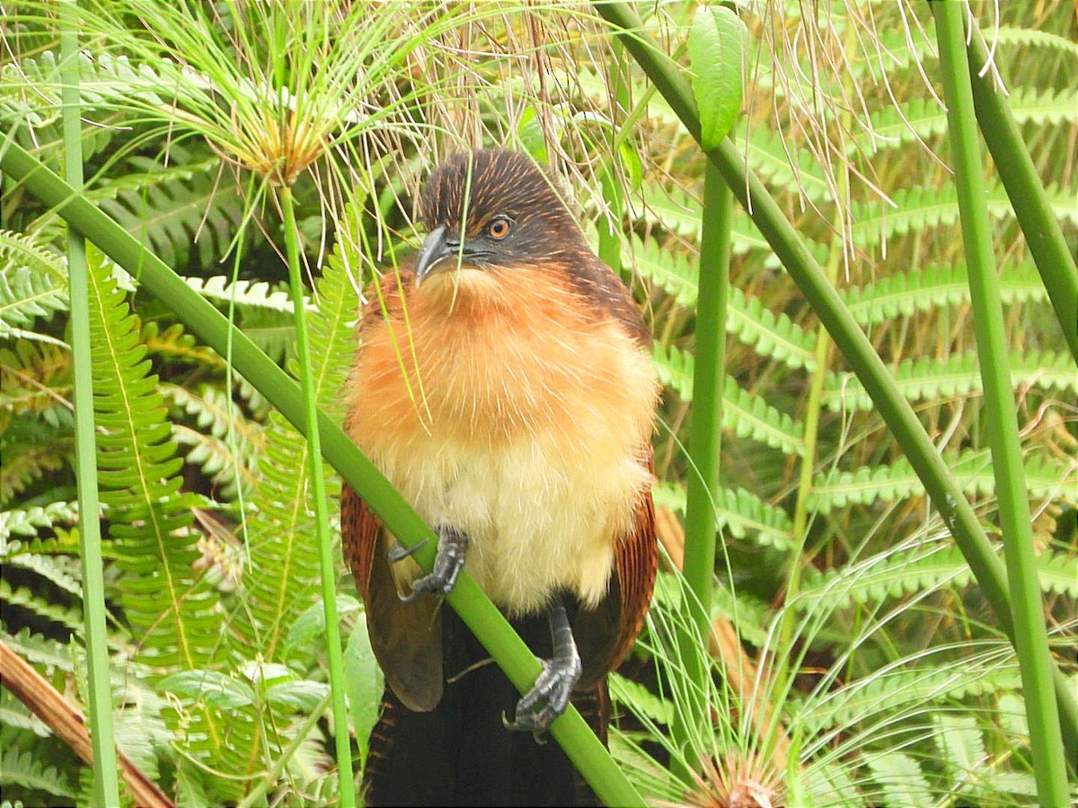 Blue-headed Coucal - ML644130691