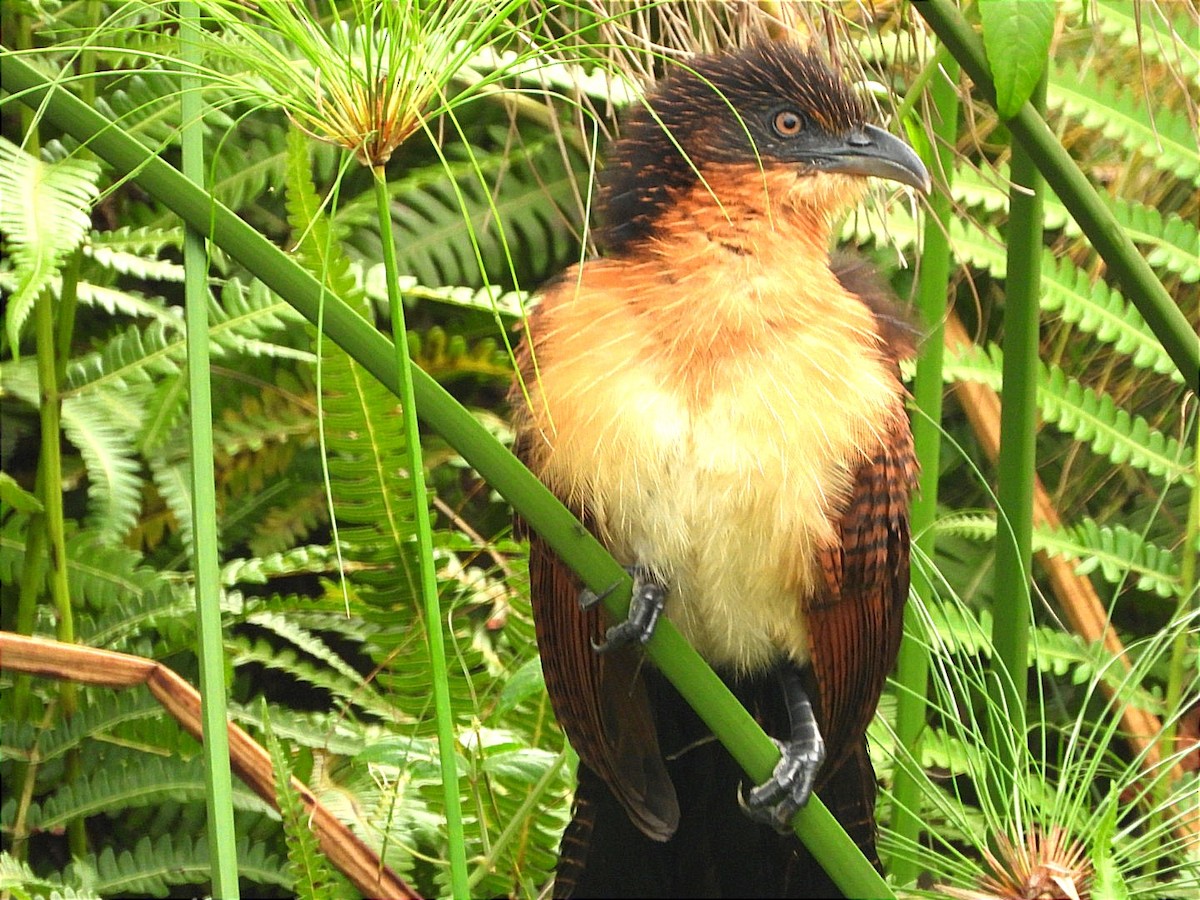 Blue-headed Coucal - ML644130692