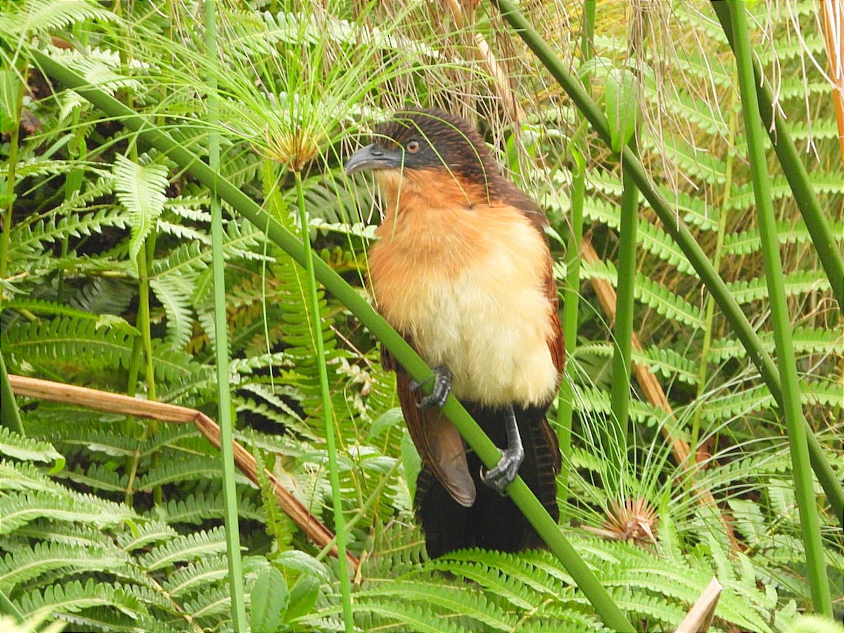 Blue-headed Coucal - ML644130693