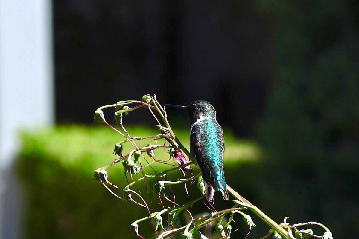 Colibri d'Anna - ML644130708