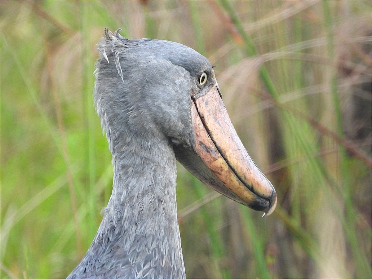 Shoebill - ML644130722