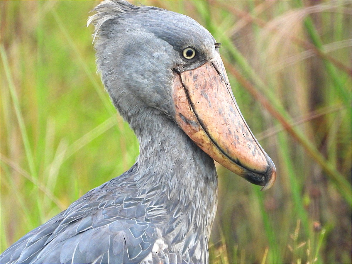 Shoebill - ML644130723
