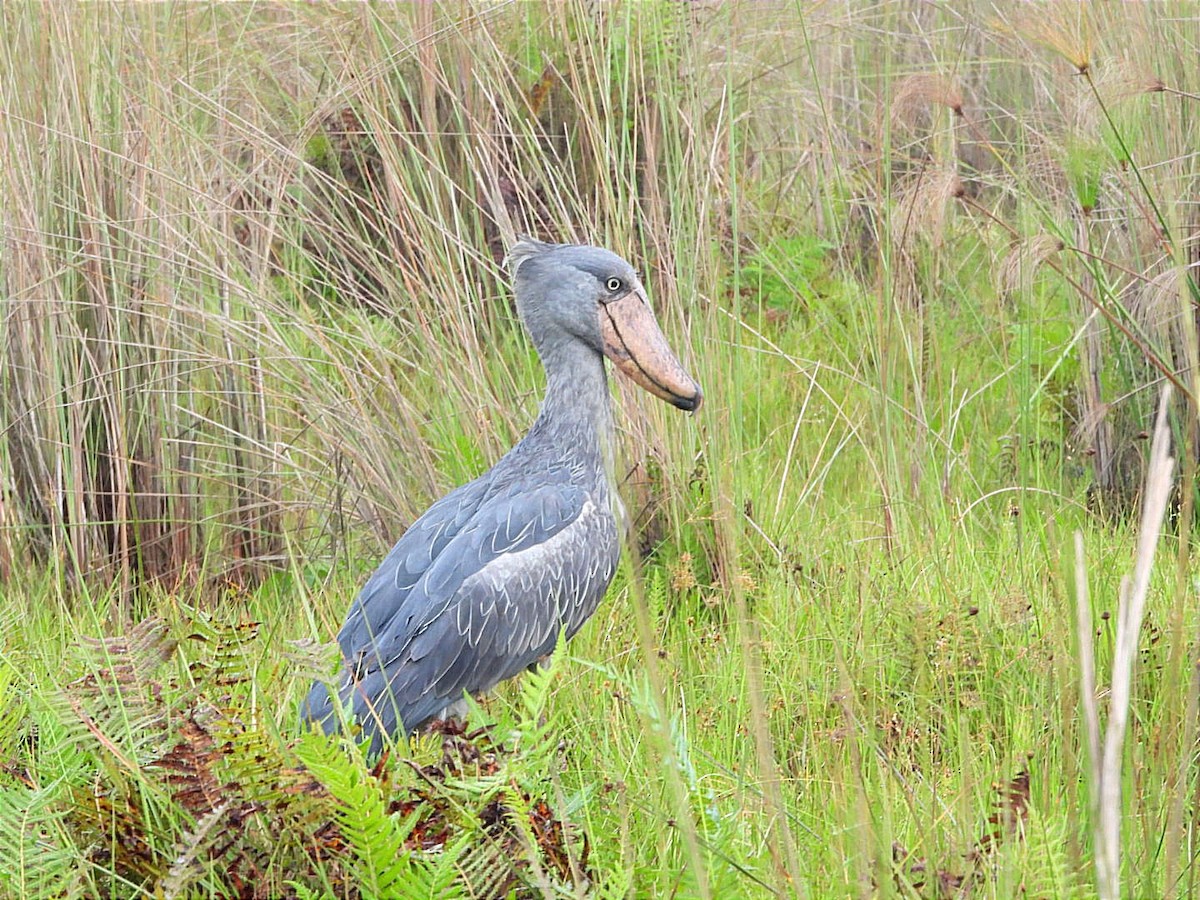 Shoebill - ML644130725