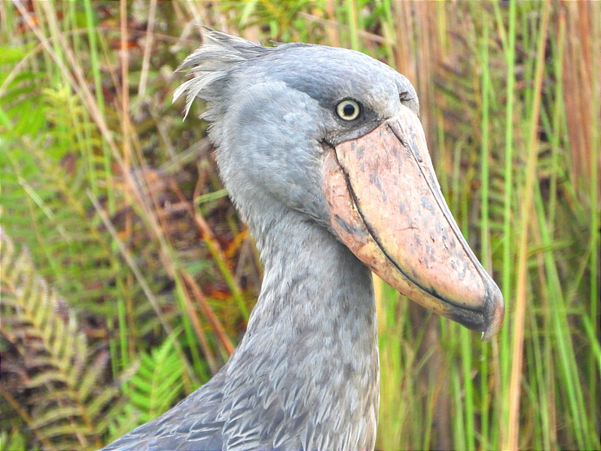 Shoebill - ML644130726