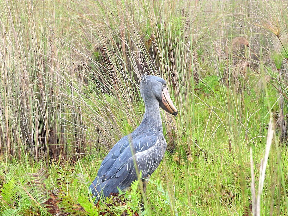 Shoebill - ML644130727