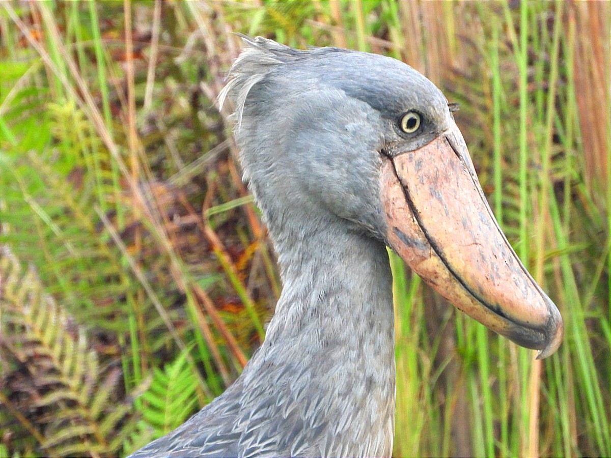 Shoebill - ML644130728