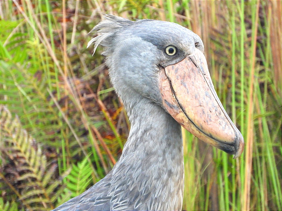 Shoebill - ML644130729