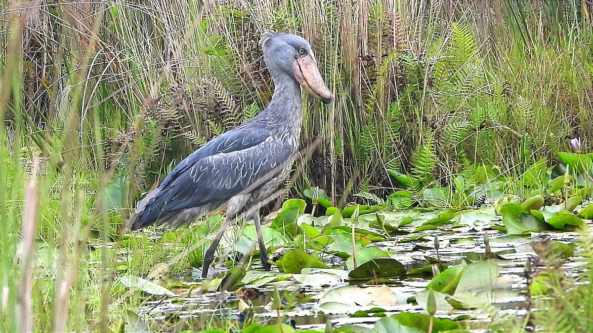 Shoebill - ML644130730