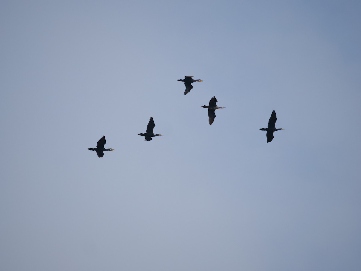 Great Cormorant - ML644130746