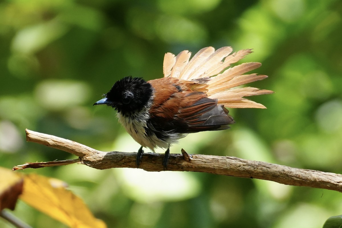 Seychelles Paradise-Flycatcher - ML644130757