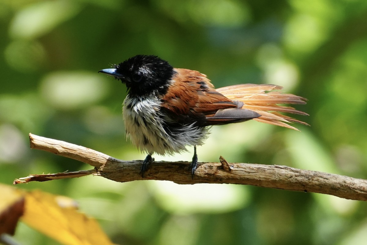 Seychelles Paradise-Flycatcher - ML644130758