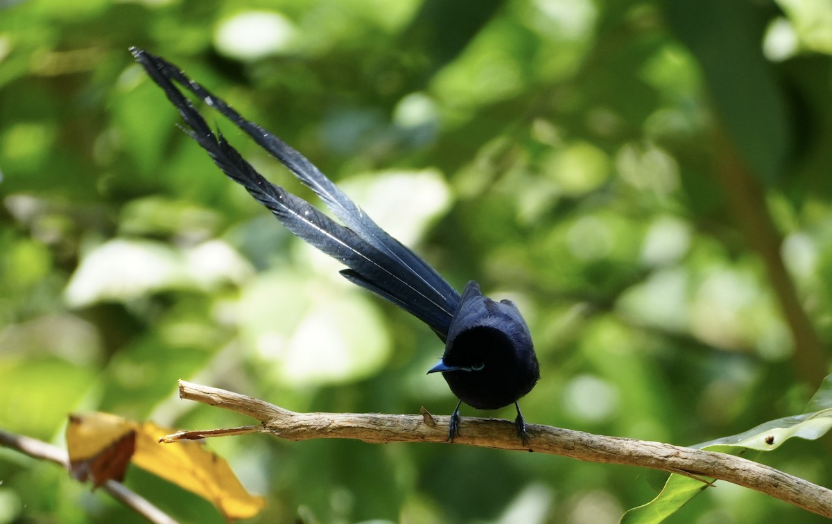 Seychelles Paradise-Flycatcher - ML644130761