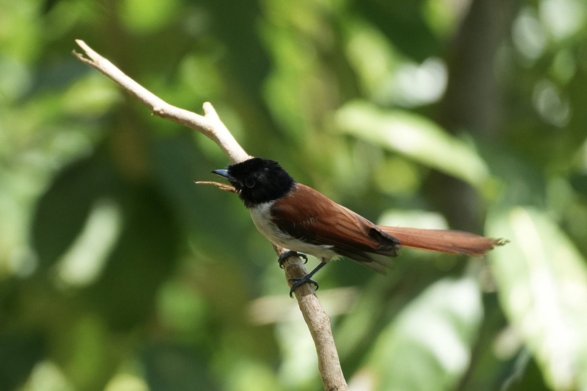 Seychelles Paradise-Flycatcher - ML644130762